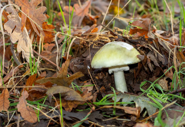 일반적으로 죽음의 모자로 알려진 아마니타 남근은 치명적인 독성 버섯입니다. - 알광대버섯 뉴스 사진 이미지