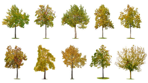 istock Autumn trees isolated on white background. 1282103060