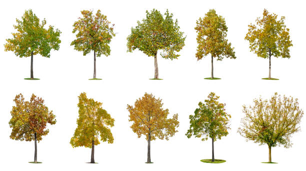 Autumn trees isolated on white background. Autumn trees isolated on white background. chestnut isolated single object autumn stock pictures, royalty-free photos & images
