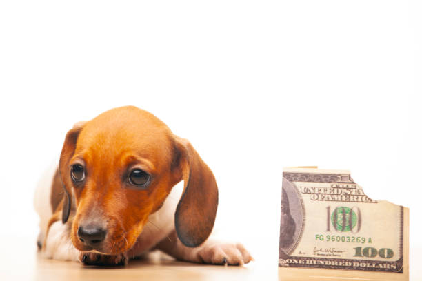 istock image of dog money white background 1282103260