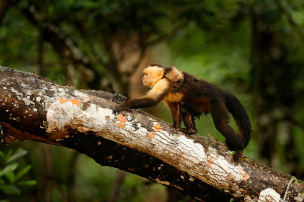istock White-headed Capuchin, Cebus capucinus, black monkeys run with young back, tree branch in the dark tropical forest, animals in the nature habitat, wildlife of Costa Rica. Monkey cleaning fur coat. 1282103314
