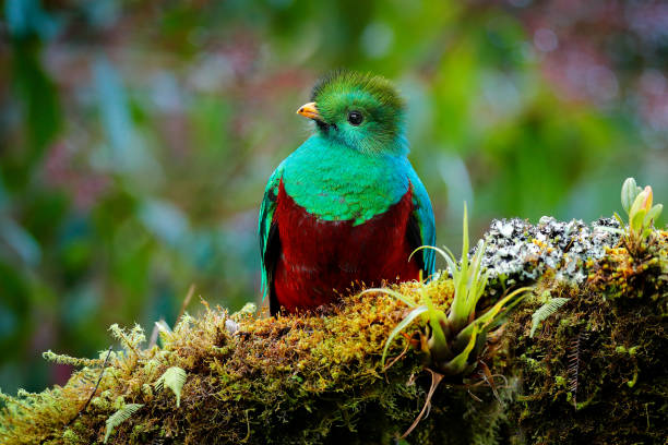 quetzal, pharomachrus mocinno, z natury kostaryka z zielonym lasem. wspaniały święty mistic zielony i czerwony ptak. olśniewający quetzal w środowisku dżungli. scena widlife z kostaryki. - mistic zdjęcia i obrazy z banku zdjęć