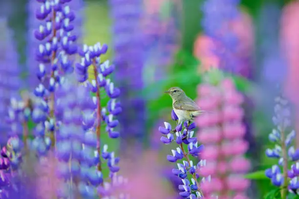 Common Chiffchaff, Phylloscopus collybita, singing on the beautiful violet Lupinus flower in the nature meadow habitat. Wildlife summer scene. Bird with open bill sitting on the bloom.