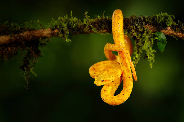 Poison danger viper snake from Costa Rica. Yellow Eyelash Palm Pitviper, Bothriechis schlegeli, on red wild flower. Wildlife scene from tropic forest. Bloom with snake in Central America. Wildlife. veneno peligro víbora serpiente de costa rica. pitviper de palma de pestaña amarilla, bothriechis schlegeli, sobre flor silvestre roja. escena de vida silvestre del bosque tropical. florece con serpiente en centroamérica. vida silvestre.