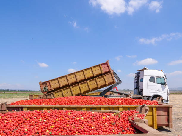 istock Trailers loaded with Fresh picked Tomatoes parked in an agricultural field 1282104009