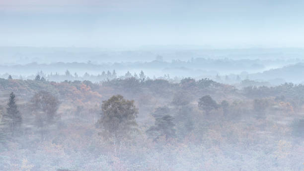 Photo of panoramic view of a forest in heavy fog, Utrechtse Heuvelrug, The Netherlands