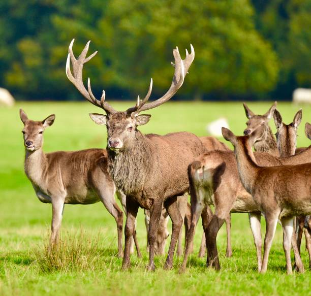 istock European Red Deer 1282105215