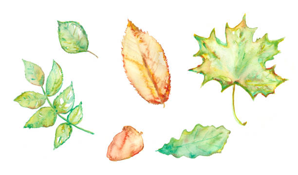set leaf watercolor tree chestnut, oak, plane tree and - oak leaf oak tree acorn season imagens e fotografias de stock