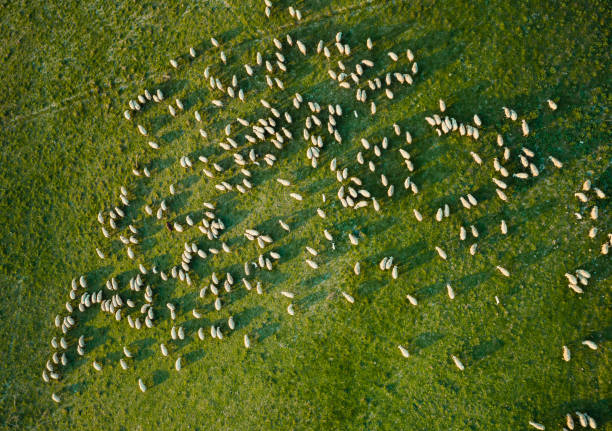 istock Flock of sheep from the sky 1282106176
