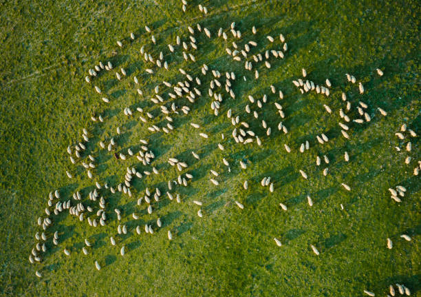Flock of sheep from the sky stock photo