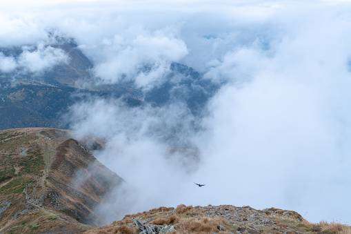 A bird flying over the mountains. Steaming mountains. A black bird flies in white clouds on top of the mountains. High quality photo