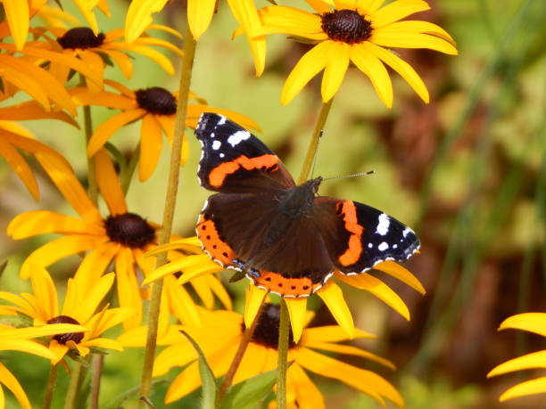 istock A beautiful butterfly on flower 1282106574