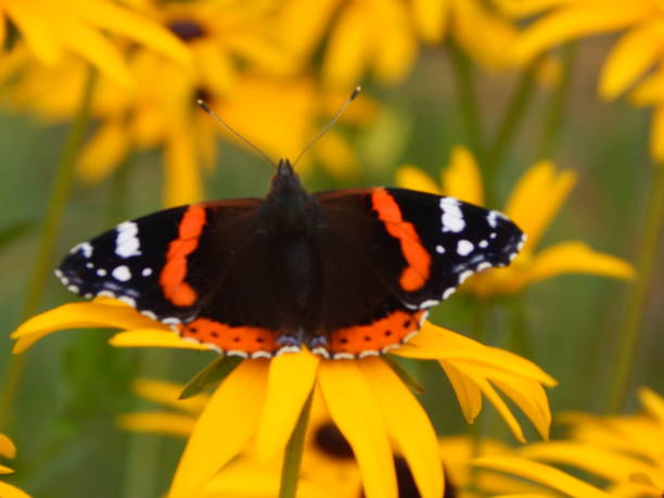 istock A beautiful butterfly on flower 1282106626
