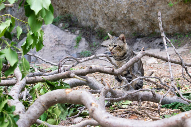 istock A brown cat between branches and roots of a tree 1282107451
