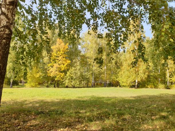 istock birch grove on an autumn day. 1282108638