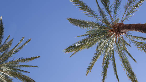 istock tall palm trees on a clear day 1282109445