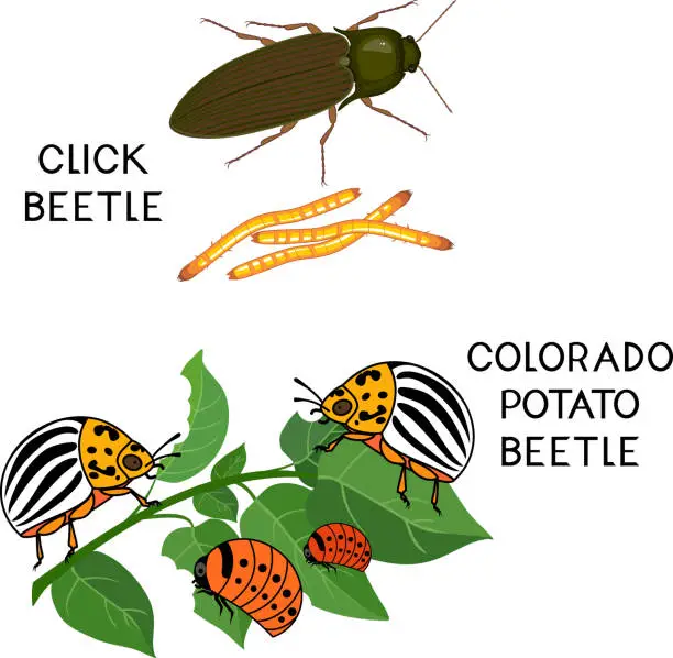 Vector illustration of Potato insect pests. Colorado potato beetle (Leptinotarsa decemlineata) and click beetle (wireworm) isolated on white background