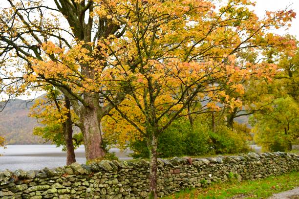 istock Autumn in the English Lake District 1282110880