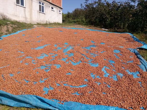 Hazelnut