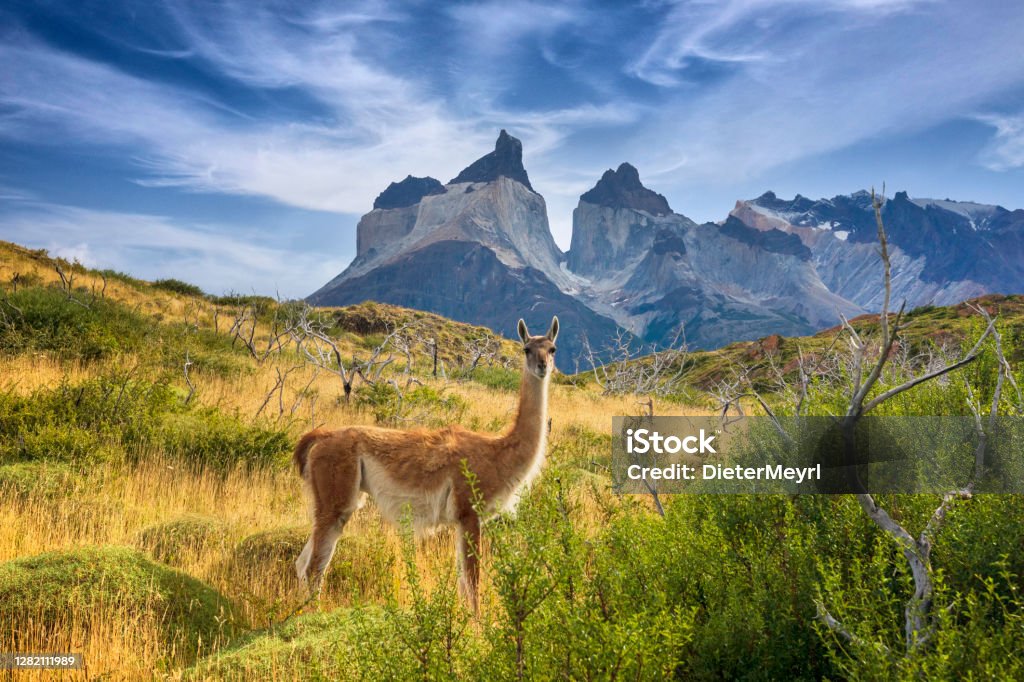 Guanaco at Torres del Paine Patagonia - Argentina, Patagonia - Chile, Chile, Puerto Natales, Lake Chile Stock Photo