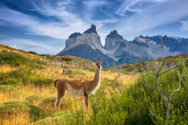 guanaco at torres del paine - argentina landscape scenics south america imagens e fotografias de stock