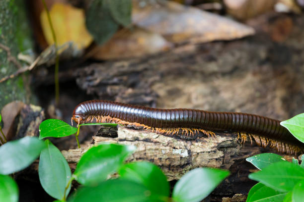 Seychelles Giant Millipede, La Digue A Seychelles Giant Millipede in the forest of La Digue arthropod stock pictures, royalty-free photos & images