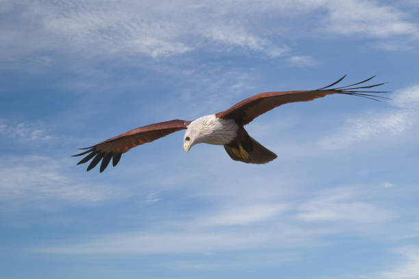 istock A medium-sized raptor with a rounded tail unlike other kites. Adults are unmistakable with a white head and breast contrasting with otherwise brick brown plumage. Juveniles are a darker brownish-black. 1282112263