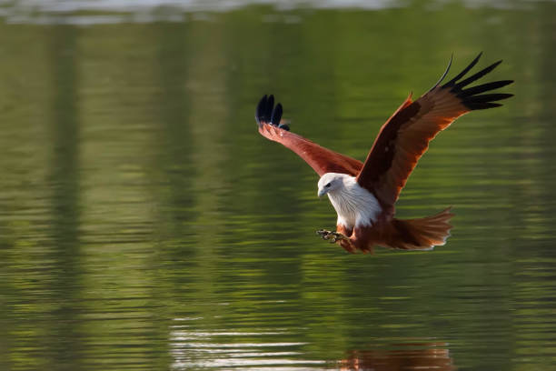 A medium-sized raptor with a rounded tail unlike other kites. Adults are unmistakable with a white head and breast contrasting with otherwise brick brown plumage. Juveniles are a darker brownish-black. un raptor de tamaño mediano con una cola redondeada a diferencia de otras cometas. los adultos son inconfundibles con la cabeza blanca y el pecho que contrasta con el plumaje marrón ladrillo. los juveniles son de color marrón-negro más oscuro.