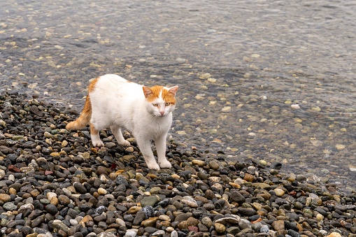 Stray Cat at seaside, on the pebble
