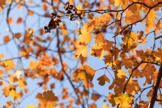 istock Yellow leaves in autumn 1282112389