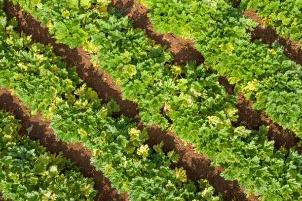 istock Rows of ripe Zucchini plants ready for picking, Aerial view. 1282113184