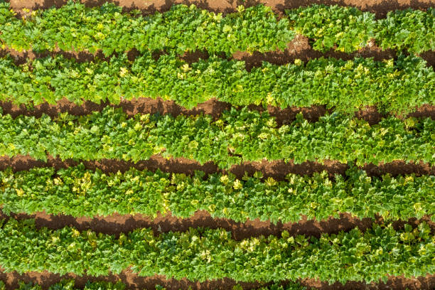 istock Rows of ripe Zucchini plants ready for picking, Aerial view. 1282113645