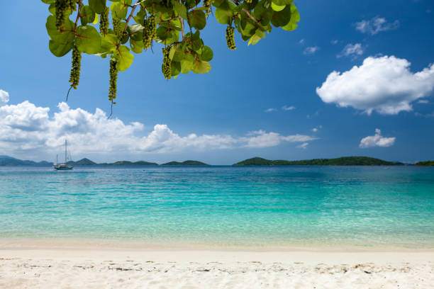 Beautiful tropical beach in the Caribbean Beautiful tropical beach in the Caribbean, Honeymoon Beach, St. John, United States Virgin Islands st john's plant stock pictures, royalty-free photos & images