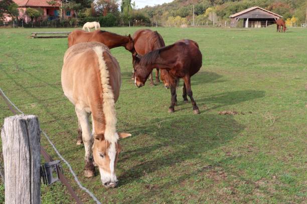 istock Horses grazing in a meadow 1282113723