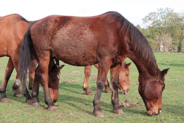 istock Horses grazing in a meadow 1282113724