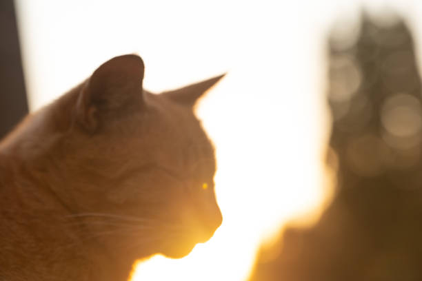 istock Homeless cat resting at sunset 1282113779