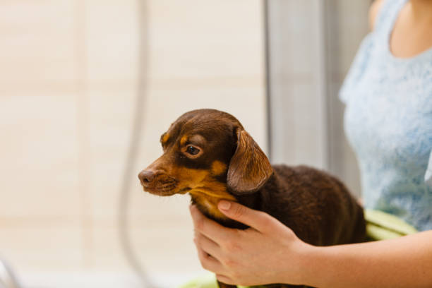 istock Woman drying dachshund after shower 1282113942