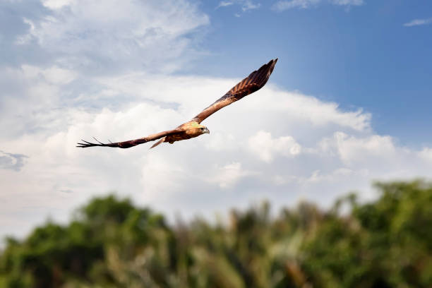 A medium-sized raptor with a rounded tail unlike other kites. Adults are unmistakable with a white head and breast contrasting with otherwise brick brown plumage. Juveniles are a darker brownish-black.