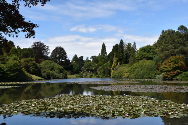 istock Water lilies and lake with trees in background 1282114802