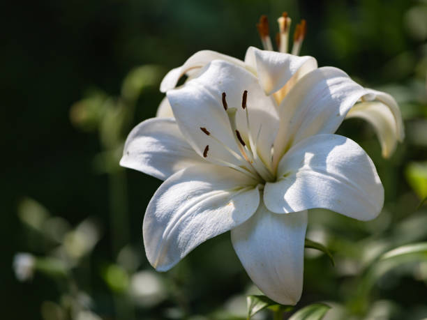istock White lily buds and flowers 1282115021