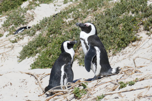 istock Boulders Beach penguins, South Africa 1282115101