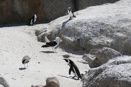 Boulders Beach is a sheltered beach near Simons Town towards Cape Point in the Western Cape Province of South Africa. It´s well known for her African penguins on the beach.