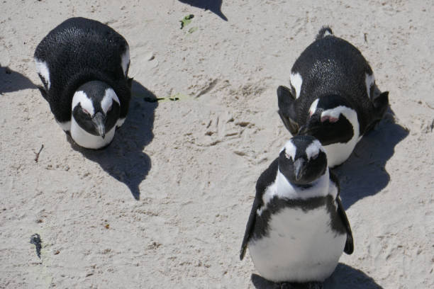 istock Boulders Beach penguins, South Africa 1282116036