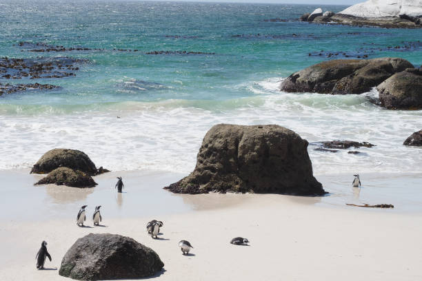 istock Boulders Beach penguins, South Africa 1282116099