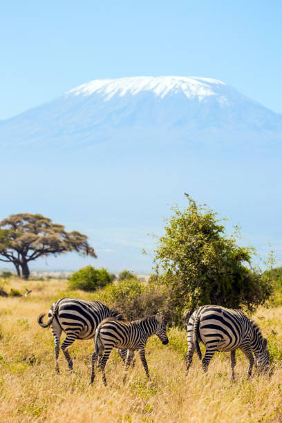 istock The peak is Mount Kilimanjaro 1282117283
