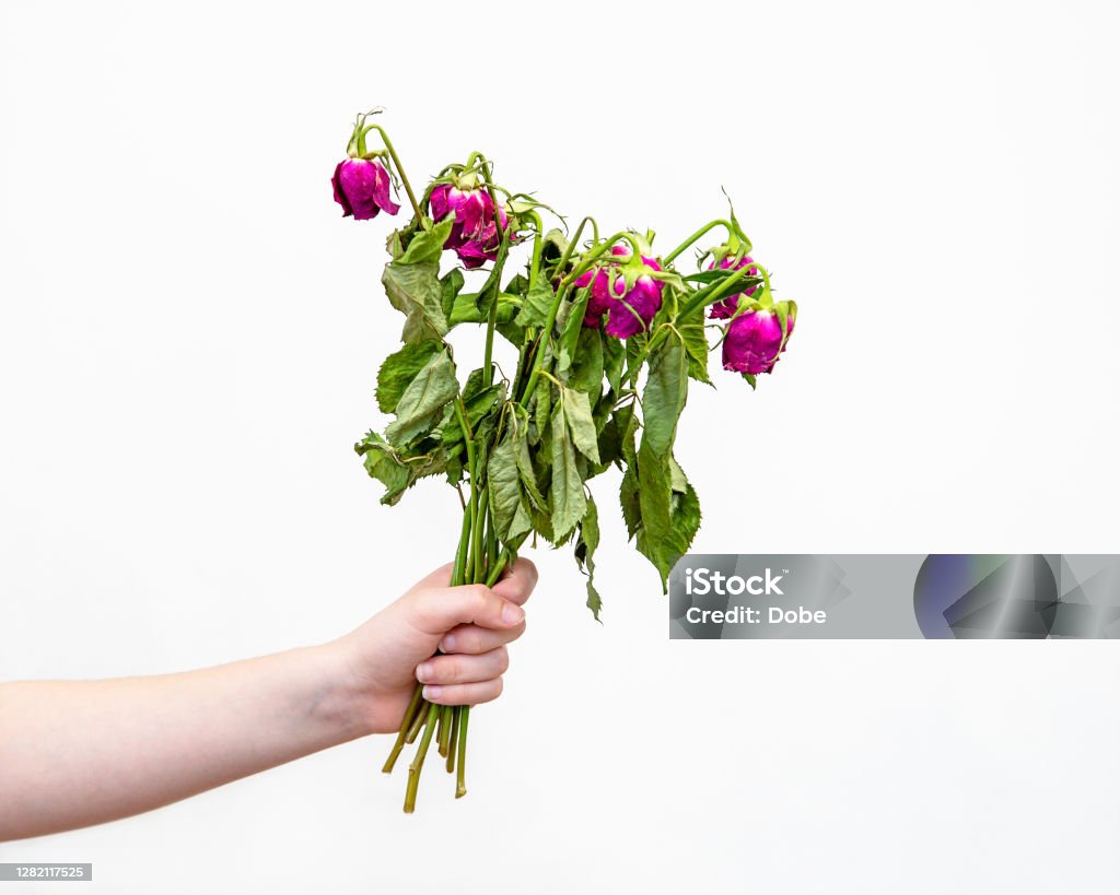 Hand holding a bunch of roses that are dying and wilted Hand holding a bunch of pink roses that are dying and wilted, isolated on white background Flower Stock Photo