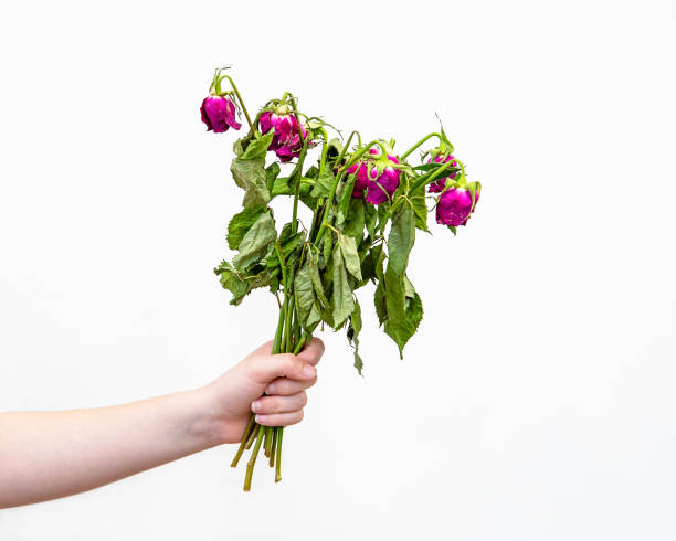 Hand holding a bunch of roses that are dying and wilted Hand holding a bunch of pink roses that are dying and wilted, isolated on white background wilted plant stock pictures, royalty-free photos & images