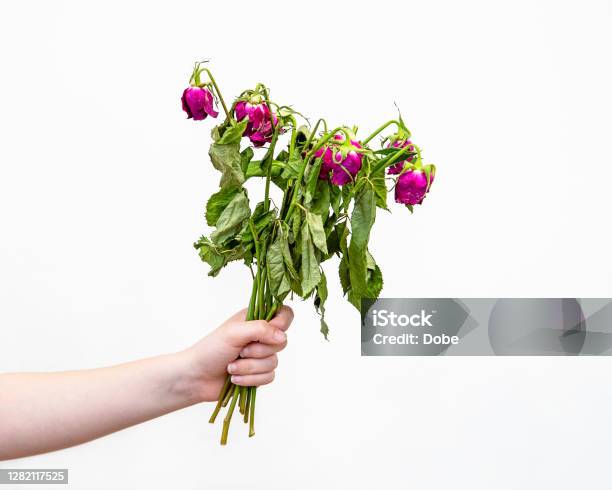 Hand Holding A Bunch Of Roses That Are Dying And Wilted Stock Photo - Download Image Now