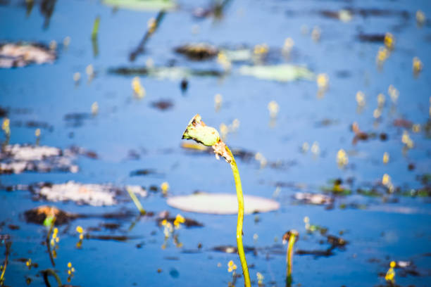 istock Single lotus plant at the forest lake 1282117655