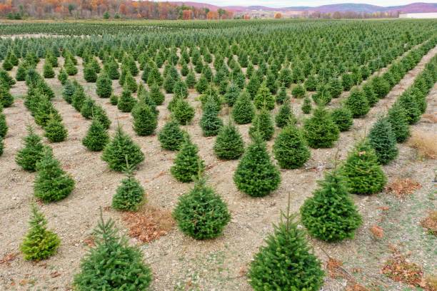 istock Thousands of Christmas trees 1282118282